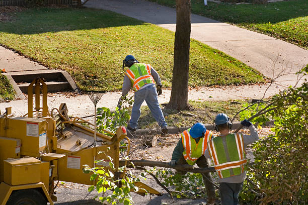 Best Tree Cabling and Bracing  in Cambridge, MN